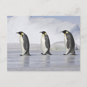 Three Emperor Penguins, Snow Hill Island Postcard
