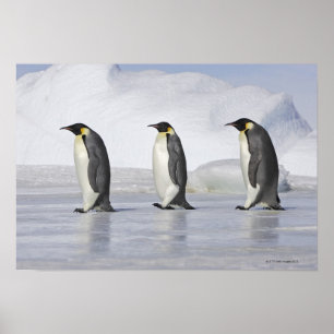 Three Emperor Penguins, Snow Hill Island Poster