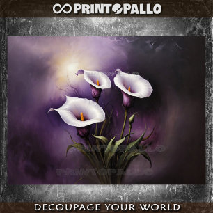 Three enigmatic calla lilies flowers on purple tissue paper