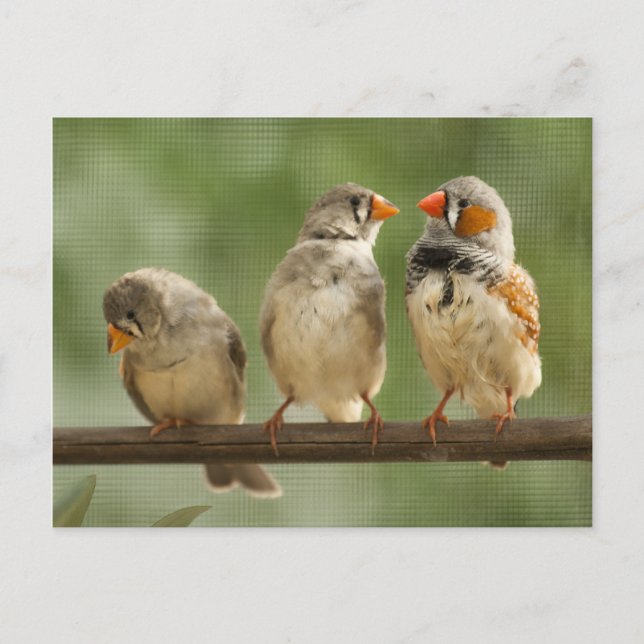Three Finches Perched Nature Photography Postcard (Front)