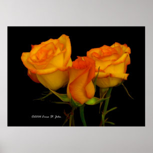 Three Firey Roses Poster