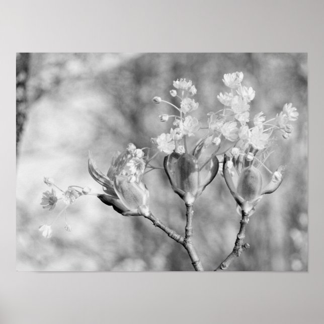Three flowers at tree poster (Front)