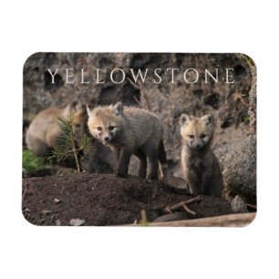 Three Fox Cubs, Yellowstone National Park, Wyoming Magnet