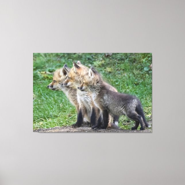 Three Fox Kits Canvas Print (Front)