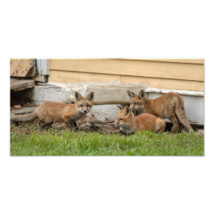 Three Fox Kits Photo Print