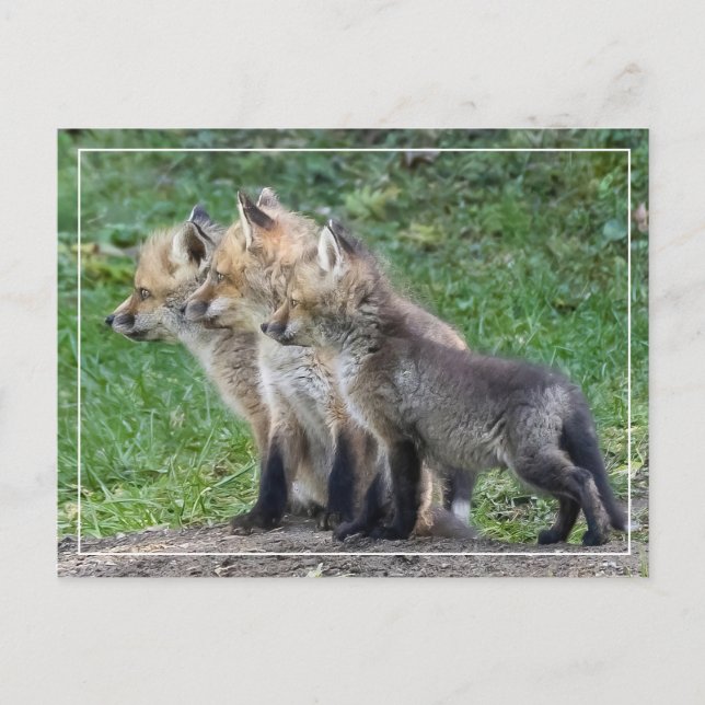 Three Fox Kits Postcard (Front)