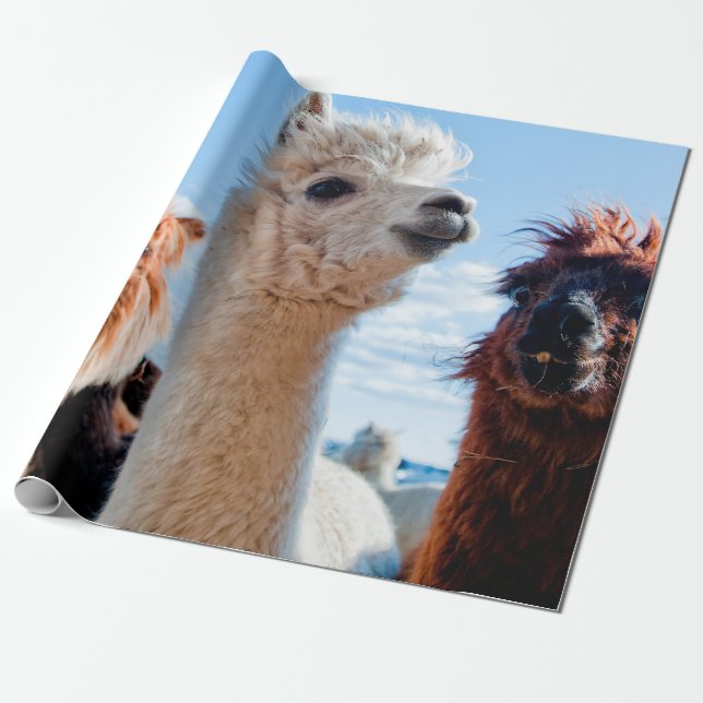 Three Funny Alpacas Wrapping Paper (Unrolled)