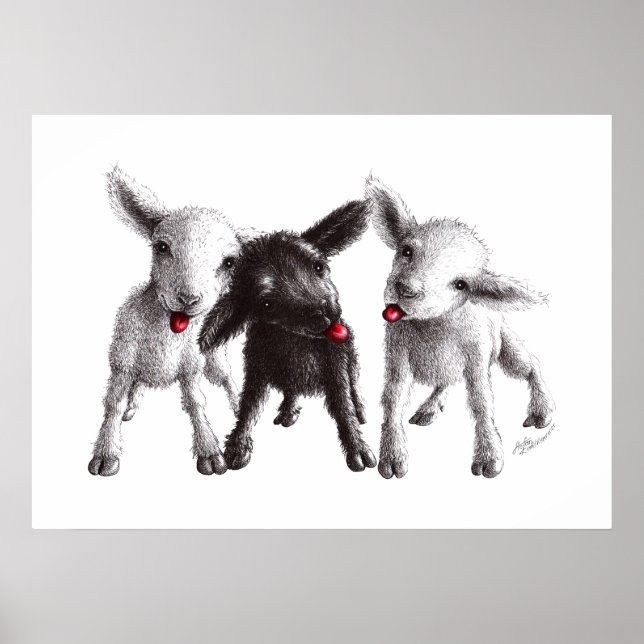 Three Funny Cheeky Sheep Poster (Front)