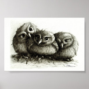 Three Funny Young Owls hand-drawn fine arts Poster