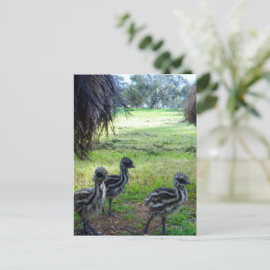 Three Fuzzy Baby Emu Chicks, Postcard