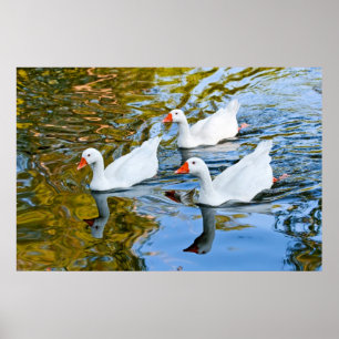 three geese swimming poster
