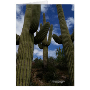 Three Giant Saguaro cacti with blue sky and clouds