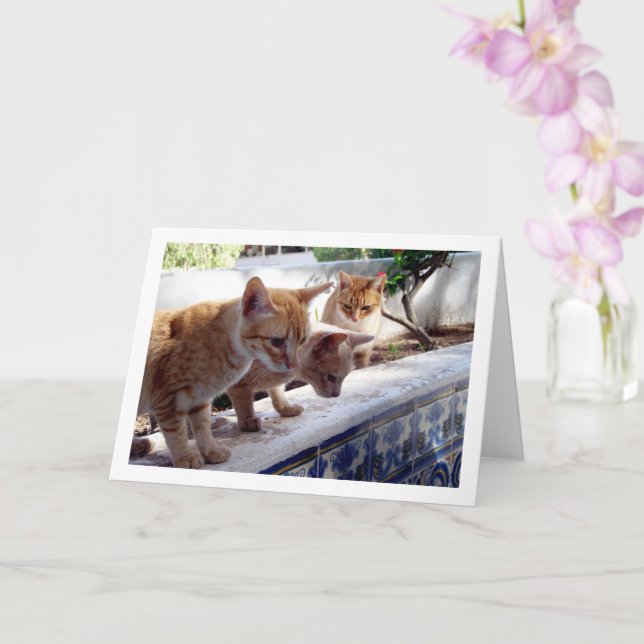 Three Ginger Cats Card (Orchid)