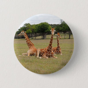 Three Giraffe at Fossil Rim 6 Cm Round Badge
