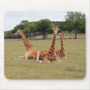 Three Giraffe at Fossil Rim Mouse Mat