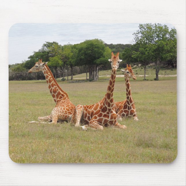 Three Giraffe at Fossil Rim Mouse Mat (Front)