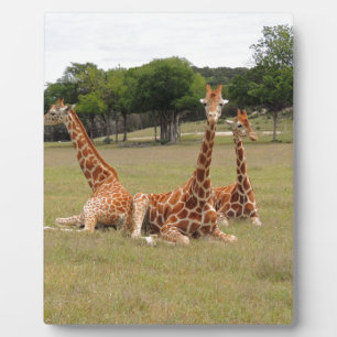 Three Giraffe at Fossil Rim Plaque