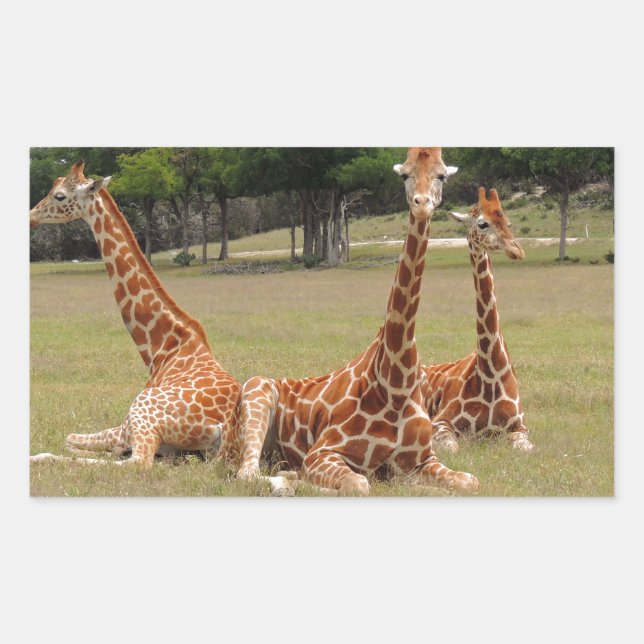 Three Giraffe at Fossil Rim Rectangular Sticker (Front)