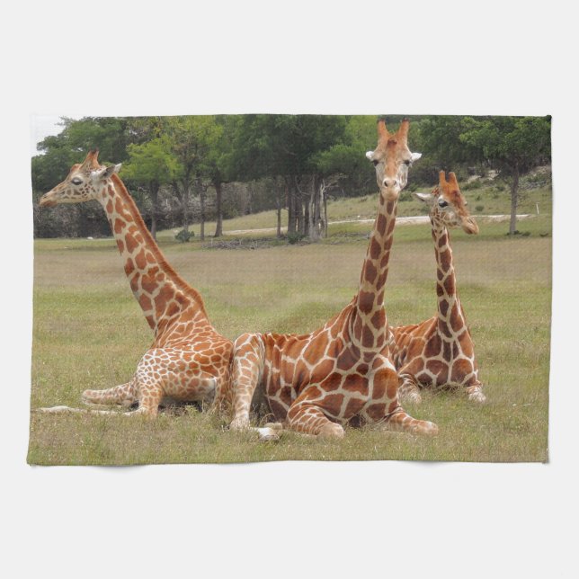 Three Giraffe at Fossil Rim Tea Towel (Horizontal)