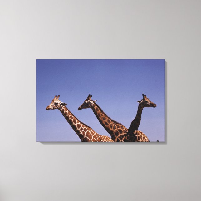 Three giraffes canvas print (Front)
