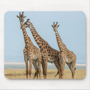 Three Giraffes Posing Mouse Mat