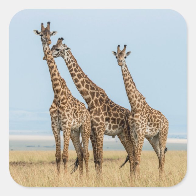 Three Giraffes Posing Square Sticker (Front)