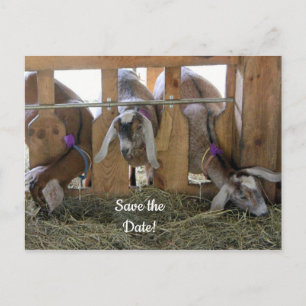 Three Goats Save the Date Announcement Postcard