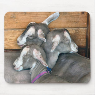 Three Goats Snuggling in Barn Pen Mouse Mat