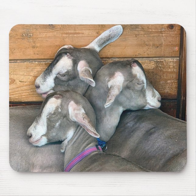 Three Goats Snuggling in Barn Pen Mouse Mat (Front)