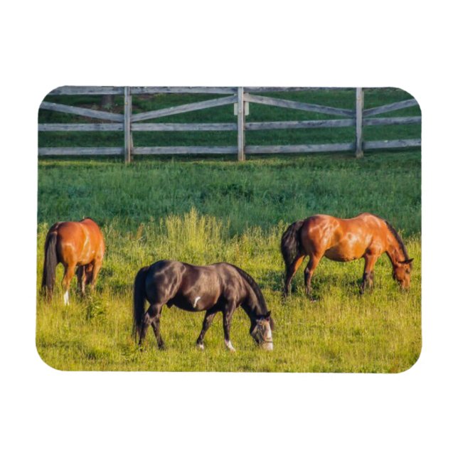 Three Grazing Horses Magnet (Horizontal)