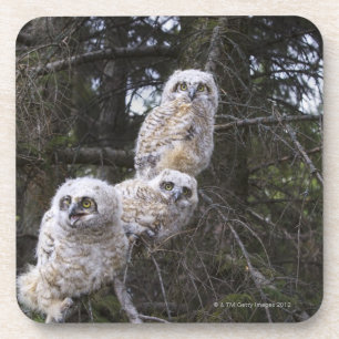 Three Great Horned Owl (Bubo Virginianus) Chicks Coaster