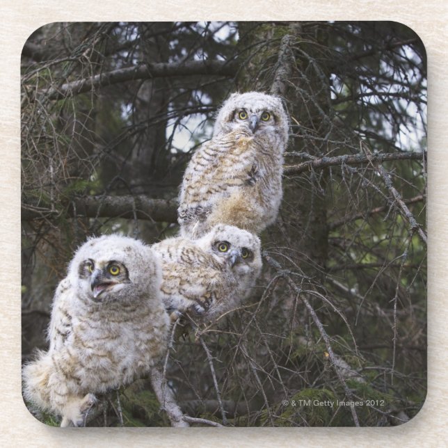 Three Great Horned Owl (Bubo Virginianus) Chicks Coaster (Front)