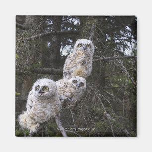 Three Great Horned Owl (Bubo Virginianus) Chicks Magnet
