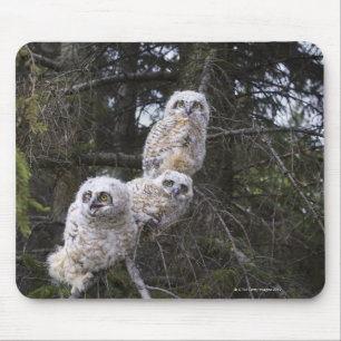 Three Great Horned Owl (Bubo Virginianus) Chicks Mouse Mat