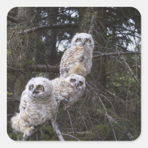 Three Great Horned Owl (Bubo Virginianus) Chicks Square Sticker