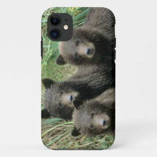Three Grizzly Bear Cubs or Coys iPhone 11 Case