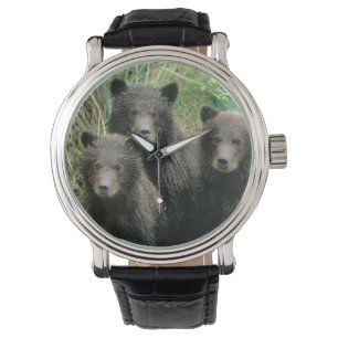 Three Grizzly Bear Cubs or Coys Watch
