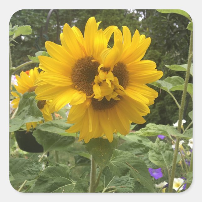 Three headed sunflower square sticker (Front)