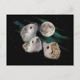 Three Hedgehog Moon Postcard