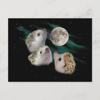 Three Hedgehog Moon Postcard
