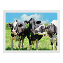 Three Holstein Cows