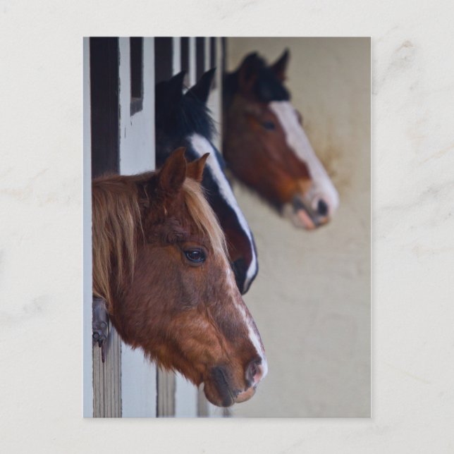Three Horse in Stables Post Card (Front)