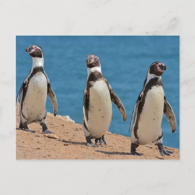 Three Humboldt Penguins Walking Postcard (Front)