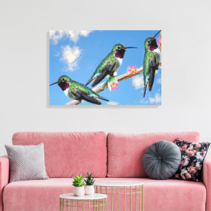 Three Hummingbirds perched on a branch of a Floss  Canvas Print