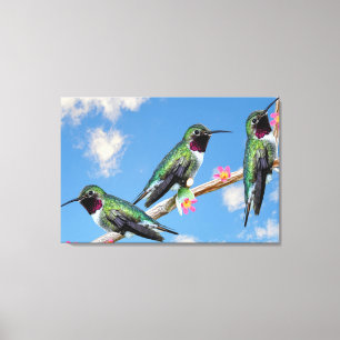 Three Hummingbirds perched on a branch of a Floss Canvas Print