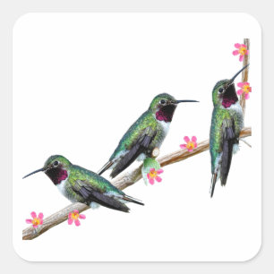 Three Hummingbirds perched on a branch of a Floss Square Sticker