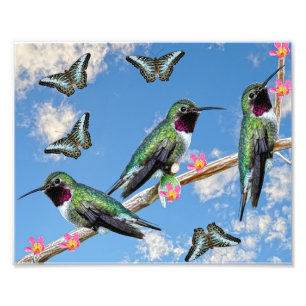Three Hummingbirds perching on a branch Floss Silt Photo Print