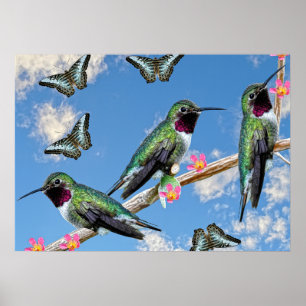 Three Hummingbirds perching on a branch Poster