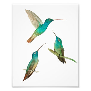 Three Hummingbirds Photo Print