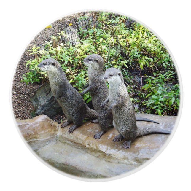 Three Hungry Otters, Ceramic Knob (Front)